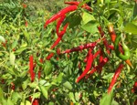 Step by Step Solution on How to Start a Pepper Business